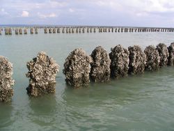 Mini-bouchots en Baie