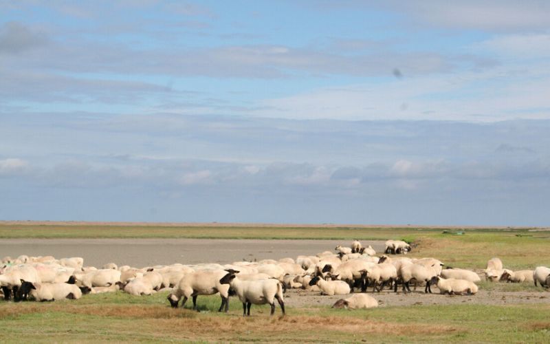 agneaux-des-pres-sales-baie-du-mont-st-michel-SMBMSM