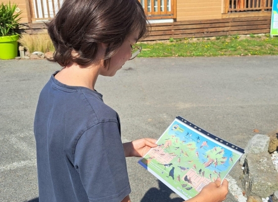 animation-de-comptage-des-oiseaux-camping