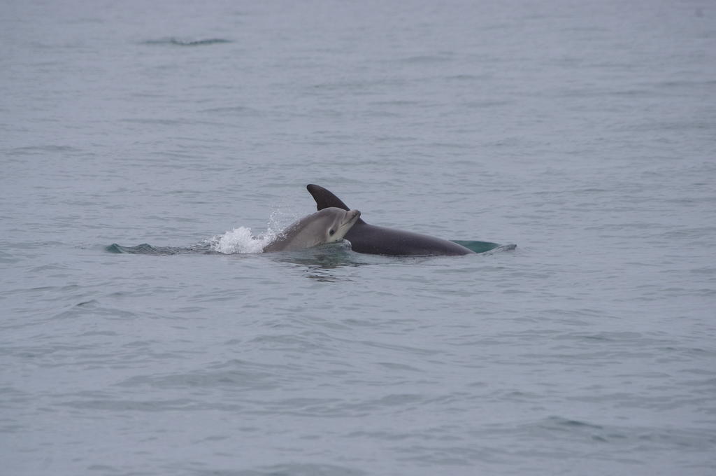 Dauphins Anse du Guesclin