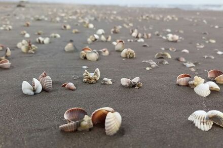 peche-a-pied-Unsplash-mr-khoshsolook