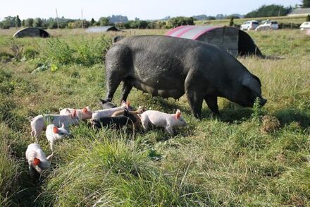 porcelets-ferme-des-pres-bois-st-meloir-des-ondes