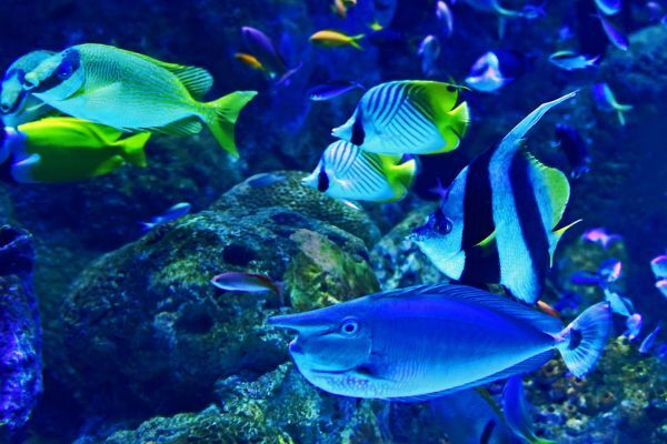 Unplash-David-Clode-aquarium-poissons-tropicaux